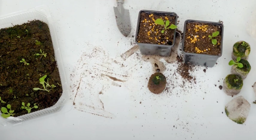 пикировка цветов в марте