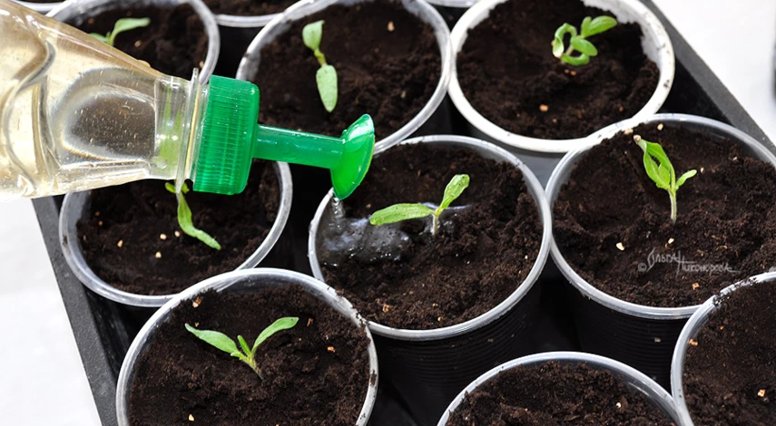 Какие цветы пикируют в марте