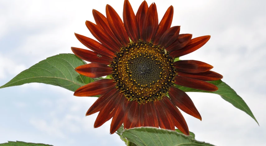 время посадки подсолнуха