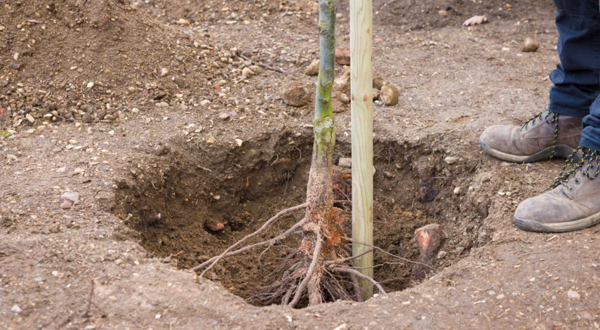 Посадка груши Мраморная