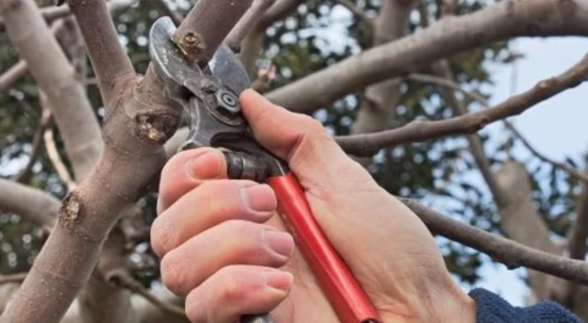 Обрезка яблони Папировка