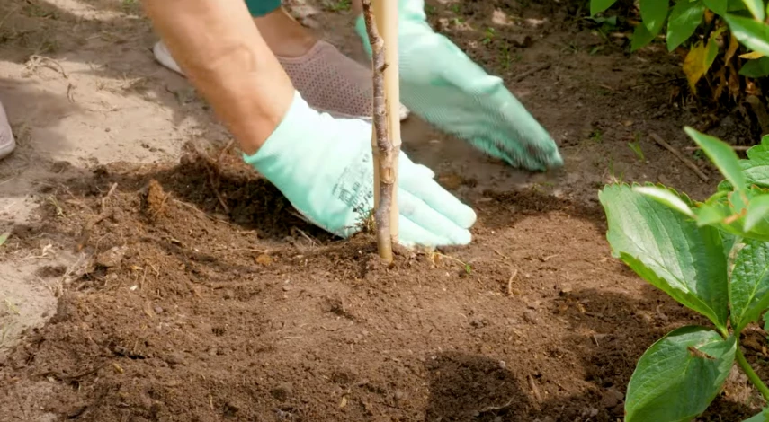 Посадка яблони Папировка