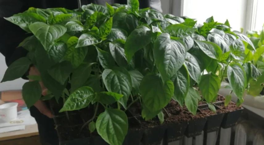 какая рассада болеет оэдемой