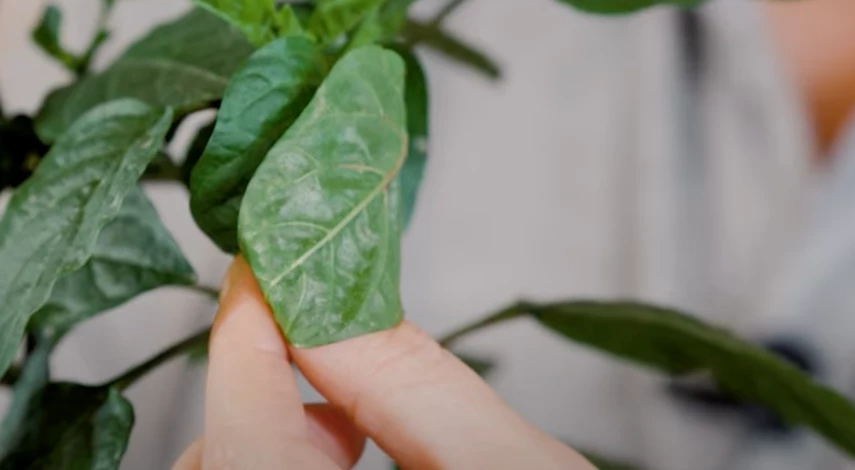 симптомы оэдемы на рассаде