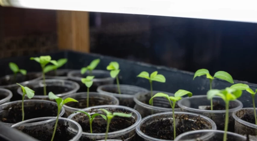 Развитие оэдемы на рассаде