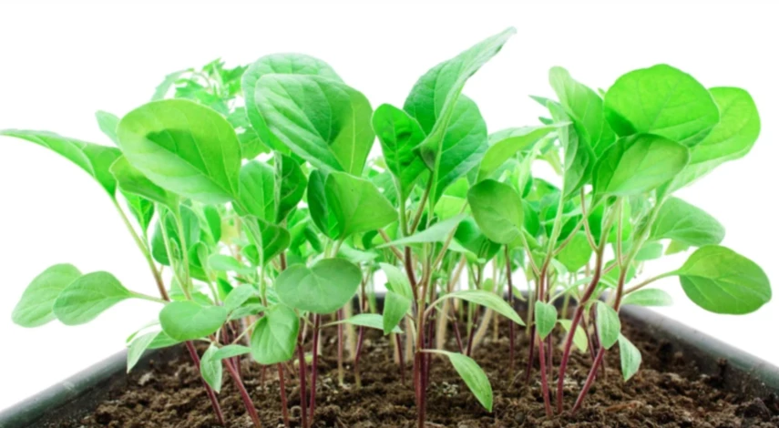 профилактика оэдемы на рассаде