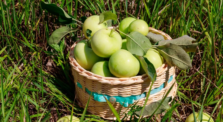 Характеристики яблони папировка