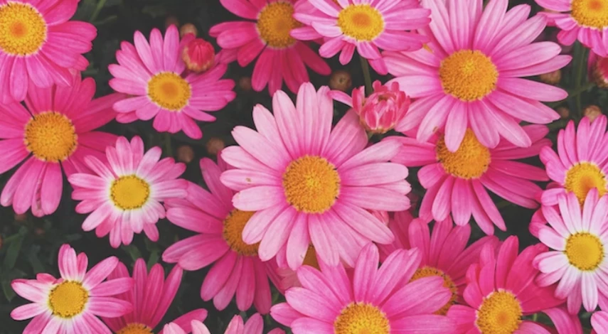 посадка астры