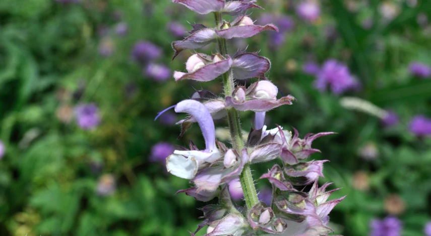 Когда посадить шалфей