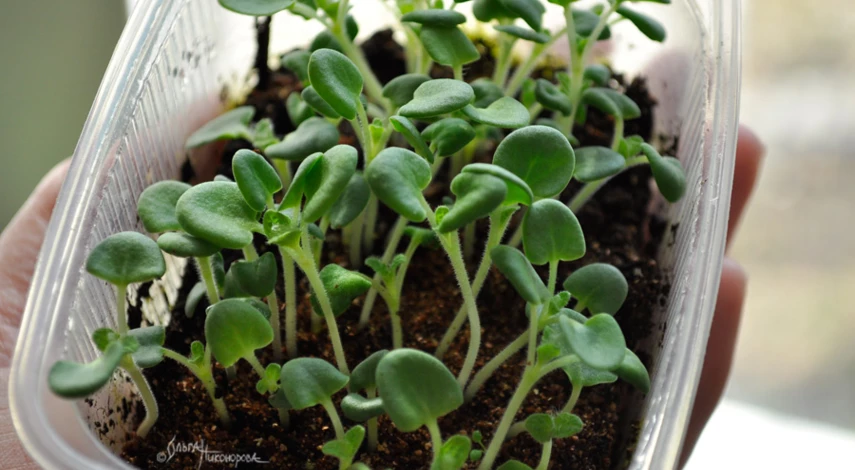 Высадка рассады сальвии в грунт