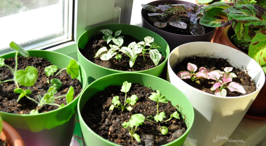 посадка комнатных цветов