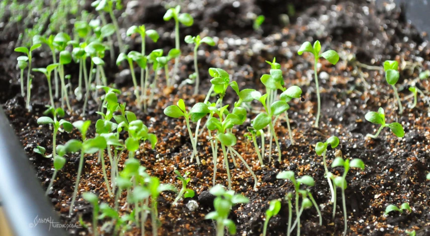 какие цветы сажать в марте