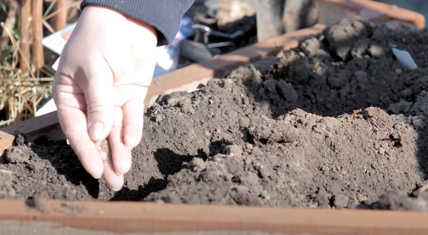 Сроки посева цветов в грунт в марте