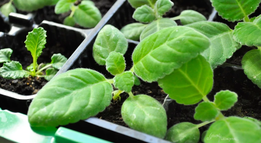 Когда сеять цветы на рассаду в апреле