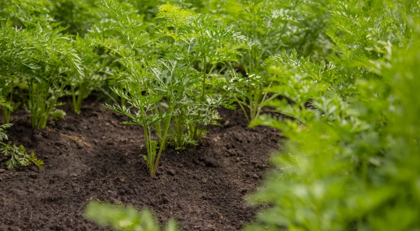 когда сажать морковь в мае