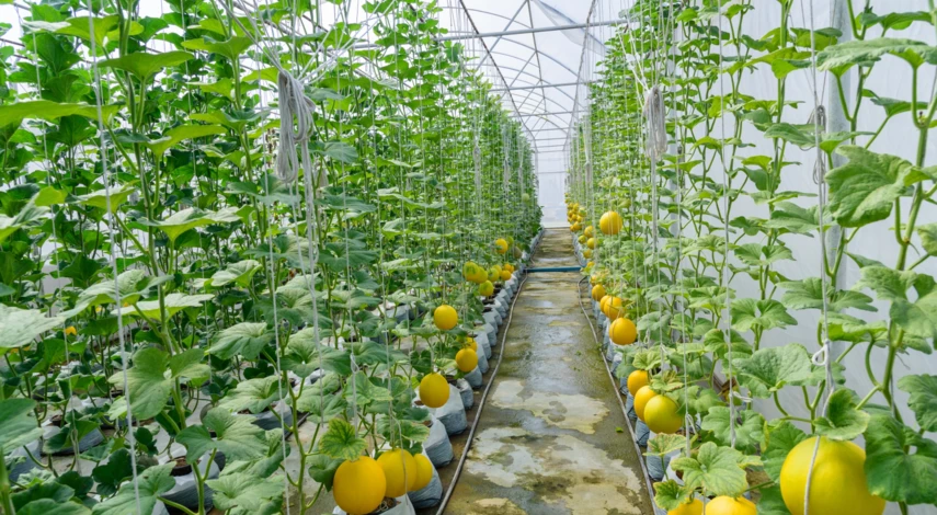 календарь посадки дыни в теплицу