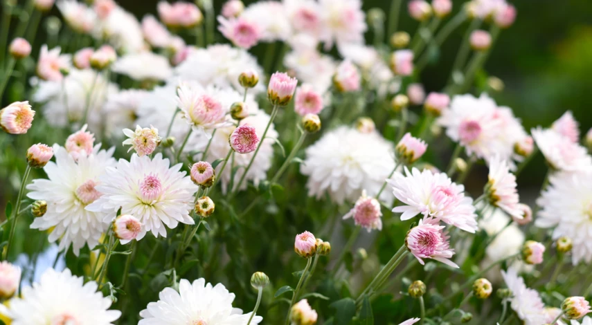 Хризантема Яблоневый цвет