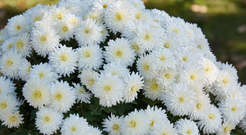 сорт хризантемы Эверест