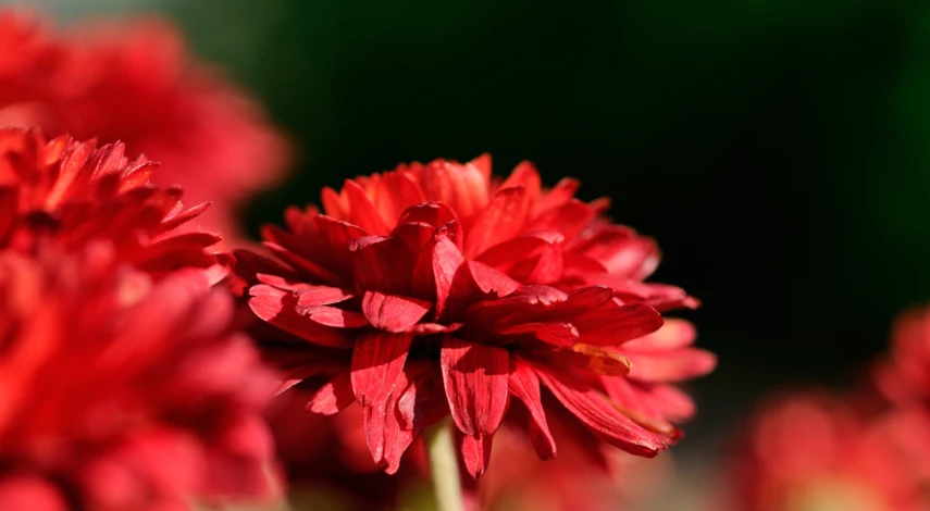 Сорт хризантем Липстик