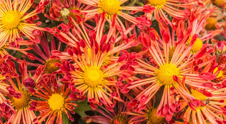 сорт хризантем Сентябрьский бисер