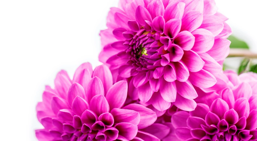 Сорт хризантем Дальневосточница