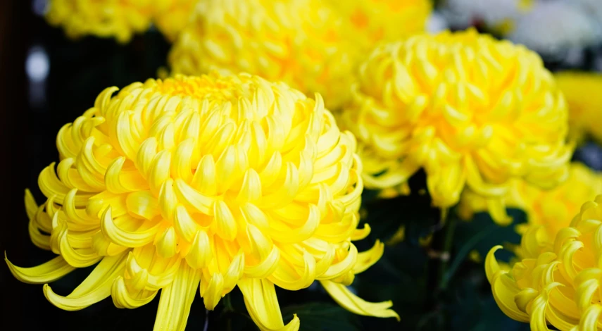 сорта крупноцветковых хризантем