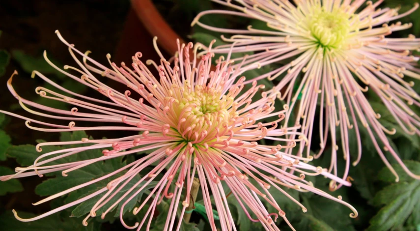 Хризантема Брызги шампанского