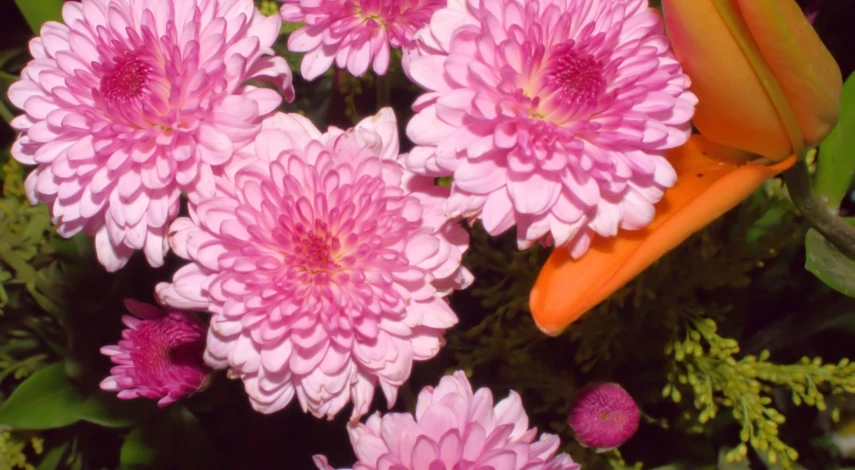 Хризантемы Арес