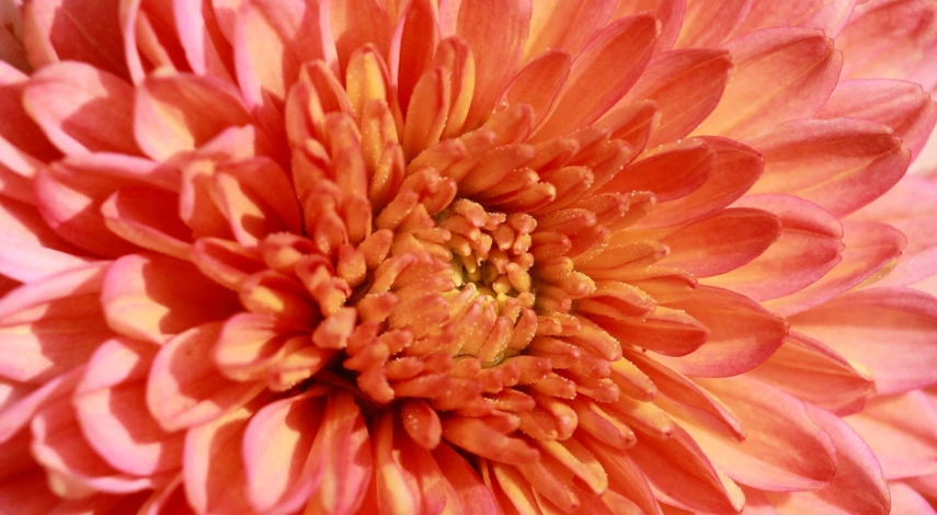 Сорт хризантем Бранбич Корал