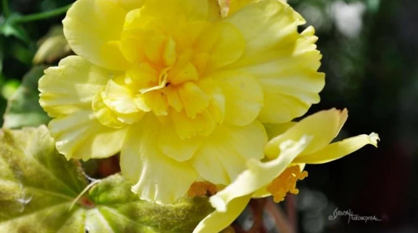 Клубневая бегония