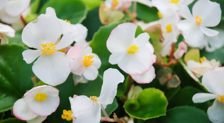 Белая бегония