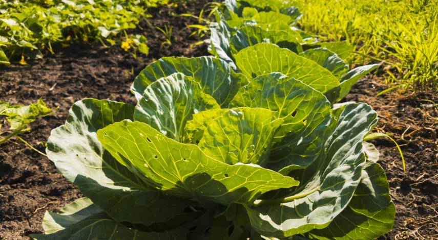 Место для посадки капусты