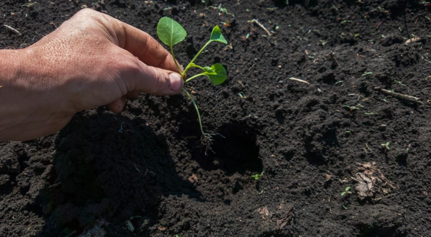 высадка рассады капусты в грунт