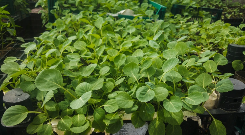 Сроки высадки рассады капусты