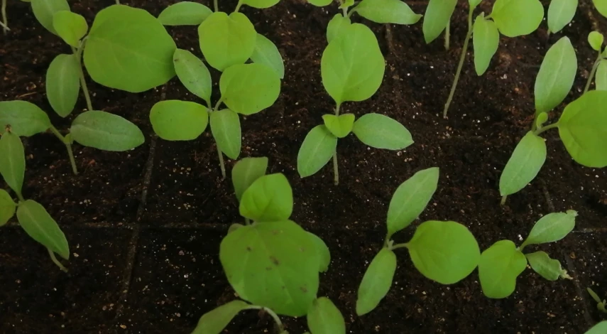 Неинфекционные заболевания рассады баклажанов