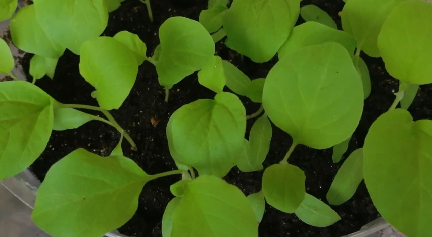 Профилактика болезней рассады баклажанов