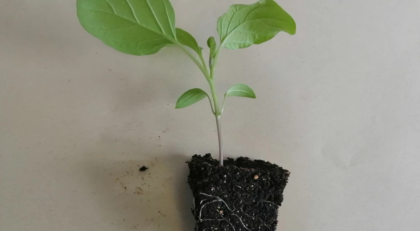 лечение рассады баклажанов