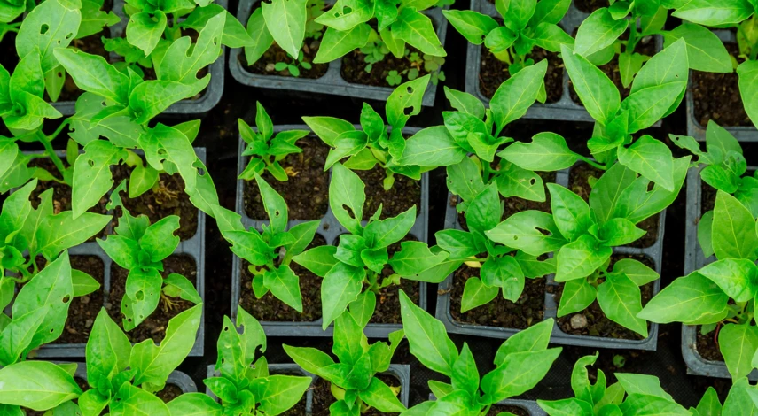 трипсы на рассаде перца