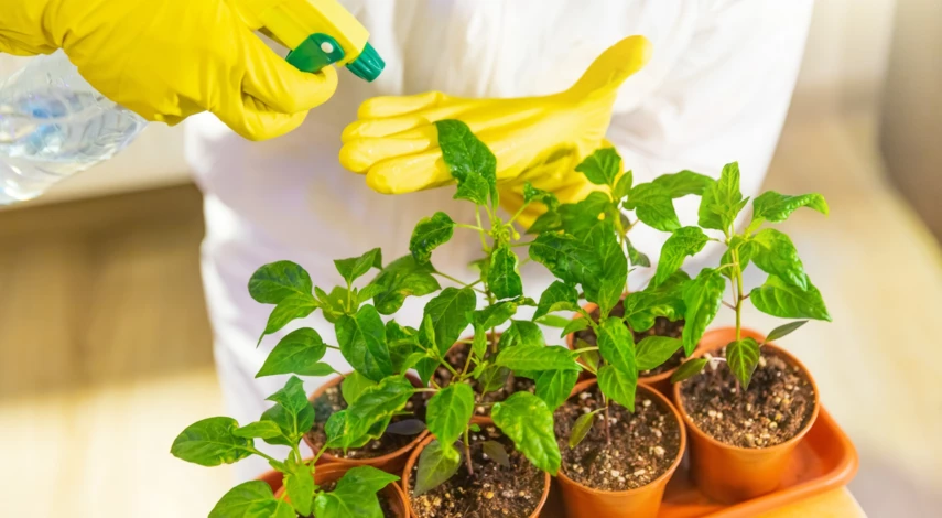 Борьба с вредителями рассады перца