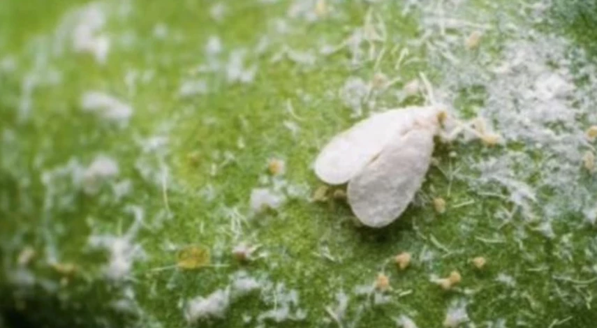 белокрылка на рассаде перца