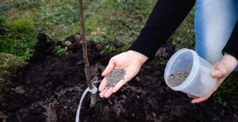 Удобрение винограда