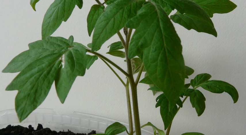 Зачем подкармливать томаты после пикировки