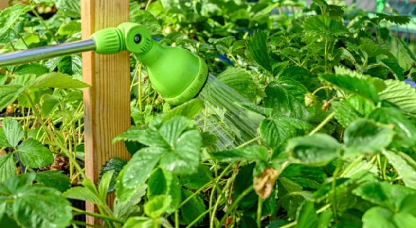 Обработка клубники медным купоросом