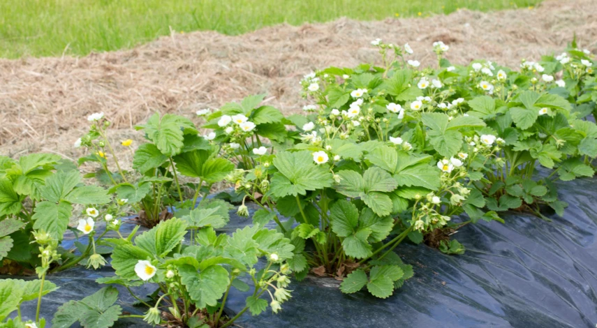 Обработки земляники садовой