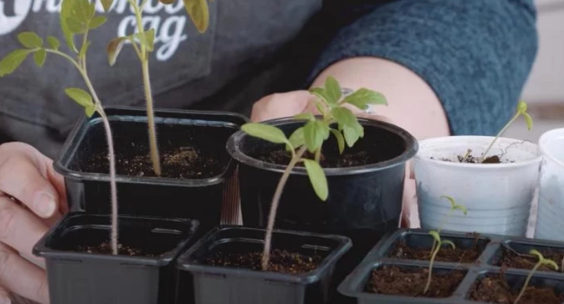 Рассада томатов