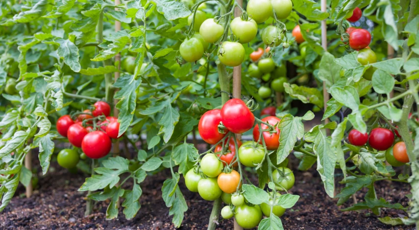 Для каких растений используют Экстрасол