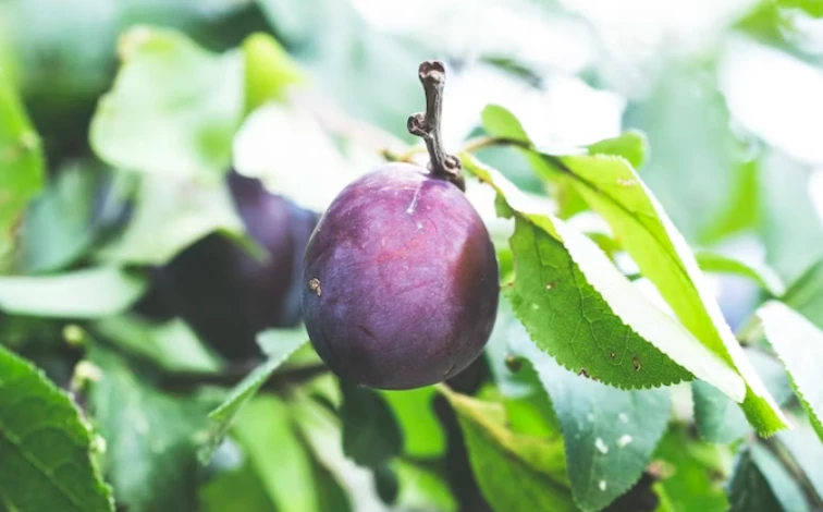 Препараты для завязи плодов