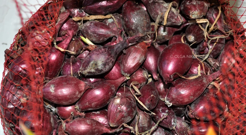 Какой лук сажать на головку весной