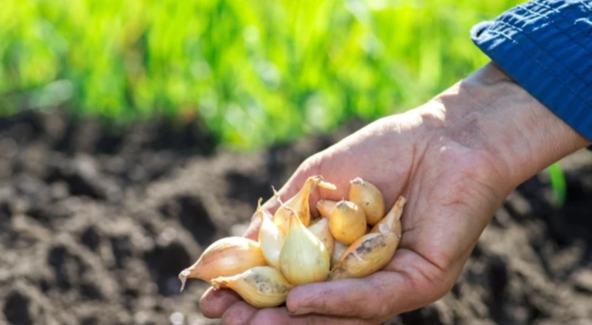Как сажать лук на головку весной
