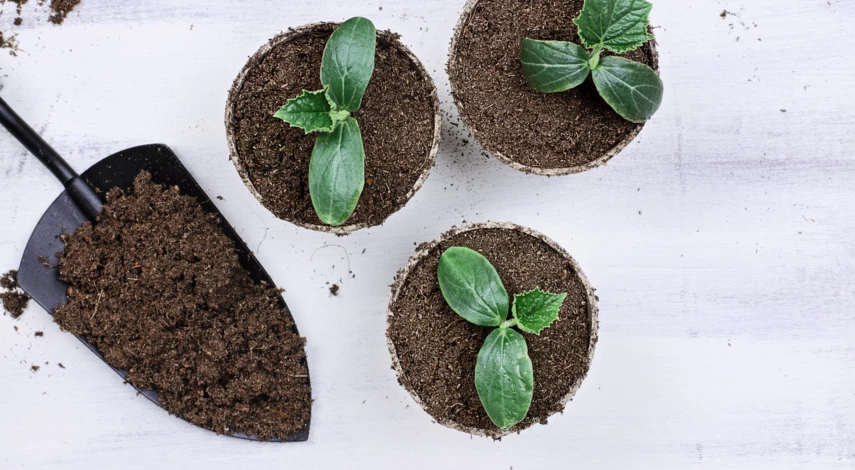 грунт для рассады огурцов